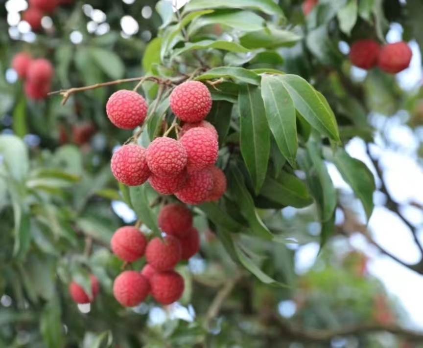 荔枝的單寧酸是什么味道？解析果肉中的酸甜之道
