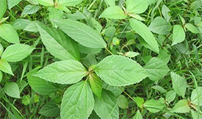 三嗪酮類(lèi)除草劑：效果如何？全面解析